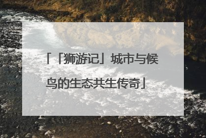 「狮游记」城市与候鸟的生态共生传奇
