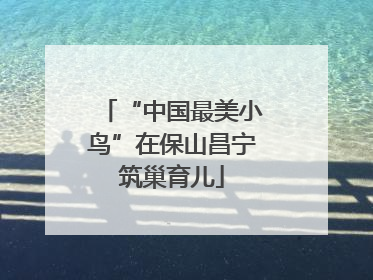 “中国最美小鸟”在保山昌宁筑巢育儿