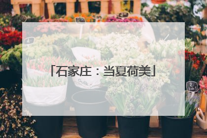 石家庄：当夏荷美