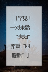 罕见！一对朱鹮“夫妇”养育“四胞胎”