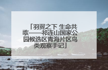 羽翼之下 生命共歌——祁连山国家公园候选区青海片区鸟类观察手记
