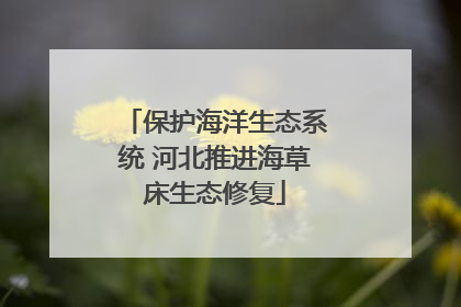 保护海洋生态系统 河北推进海草床生态修复