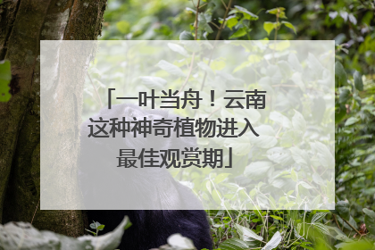 一叶当舟！云南这种神奇植物进入最佳观赏期