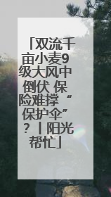 双流千亩小麦9级大风中倒伏 保险难撑“保护伞”？丨阳光帮忙