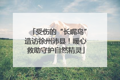 受伤的“长嘴鸟”造访徐州沛县！暖心救助守护自然精灵