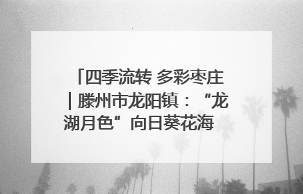 四季流转 多彩枣庄｜滕州市龙阳镇：“龙湖月色”向日葵花海 绘就乡村振兴新画卷