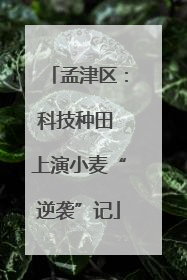 孟津区：科技种田 上演小麦“逆袭”记