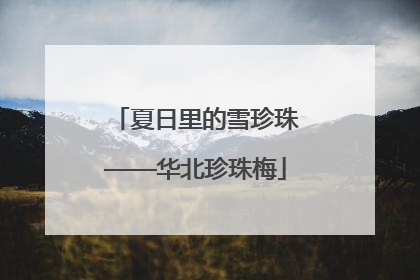 夏日里的雪珍珠——华北珍珠梅