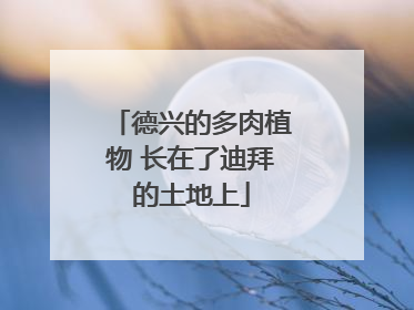 德兴的多肉植物 长在了迪拜的土地上