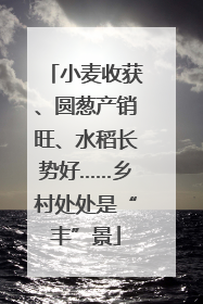 小麦收获、圆葱产销旺、水稻长势好……乡村处处是“丰”景