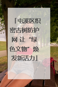 屯溪区织密古树防护网 让“绿色文物”焕发新活力