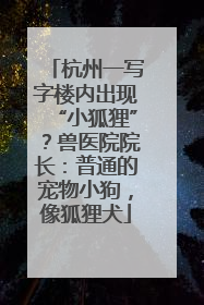 杭州一写字楼内出现“小狐狸”？兽医院院长：普通的宠物小狗，像狐狸犬