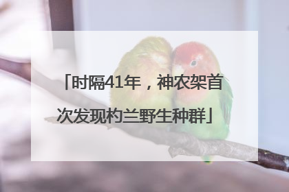 时隔41年，神农架首次发现杓兰野生种群
