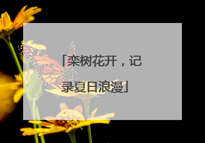栾树花开，记录夏日浪漫
