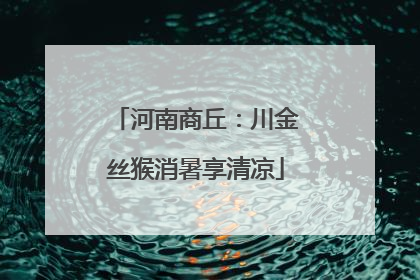 河南商丘：川金丝猴消暑享清凉