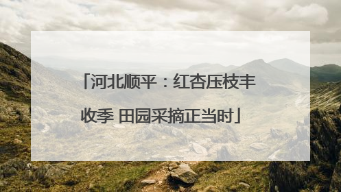 河北顺平：红杏压枝丰收季 田园采摘正当时