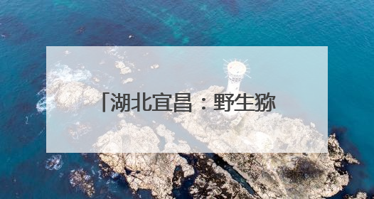 湖北宜昌：野生猕猴“扎堆”迎客