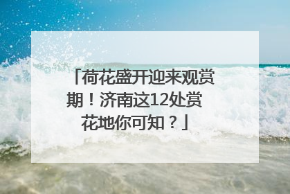 荷花盛开迎来观赏期！济南这12处赏花地你可知？