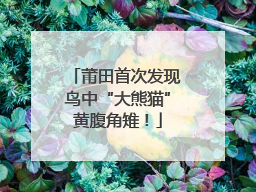 莆田首次发现鸟中“大熊猫”黄腹角雉！