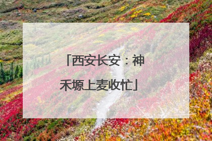 西安长安：神禾塬上麦收忙