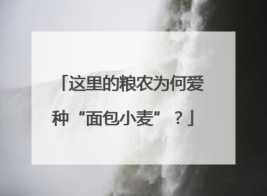 这里的粮农为何爱种“面包小麦”？
