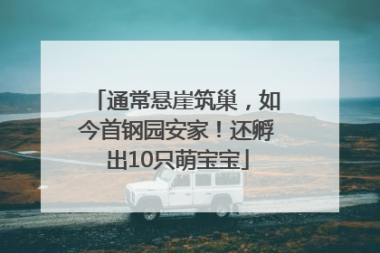 通常悬崖筑巢，如今首钢园安家！还孵出10只萌宝宝