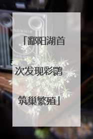 鄱阳湖首次发现彩鹮筑巢繁殖