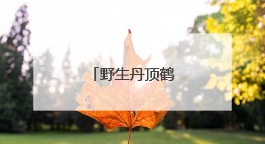 野生丹顶鹤“带娃”忙