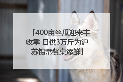 400亩丝瓜迎来丰收季 日供3万斤为沪苏锡常餐桌添鲜