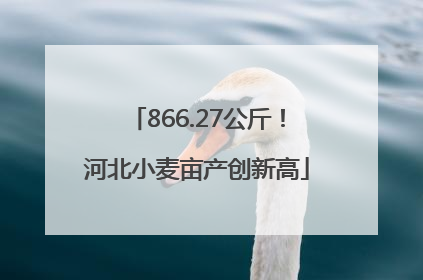 866.27公斤！河北小麦亩产创新高